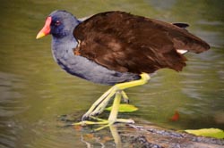moorhen